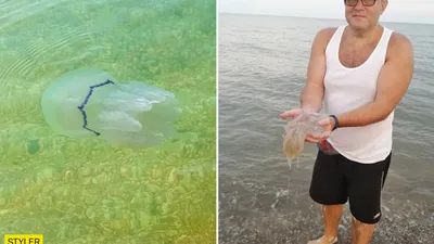 В Азовском море медузы продолжают атаковать отдыхающих: как себя защитить  (ВИДЕО) | Портал Акцент