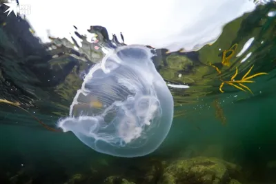 Осторожно – медузы в Паттайе