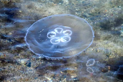 Огромные медузы-корнероты подплыли к сочинским пляжам | Югополис