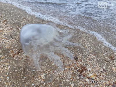 Отдых в Хорватии - туристы боятся купаться из-за ядовитых медуз - Закордон