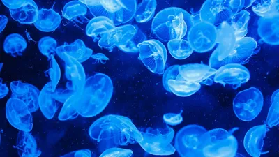 Медузы у берегов Анапы: опасные и неопасные | ВКонтакте