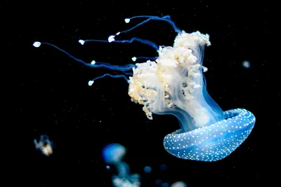 Большие красные медузы пугают владивостокцев в акватории Амурского залива -  PrimaMedia.ru
