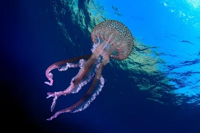 Медузы угрожают пляжам Лазурного берега