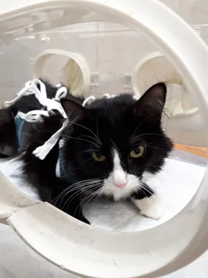 Новости: Ущемленная паховая грыжа у кота Пикси