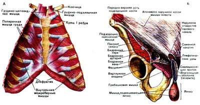 Ацмд-Медокс - Боль в коленях, слабость в ногах и большая поясничная мышца.  Каким же образом большая поясничная мышца может вызывать боль в коленях и  слабость в ногах? Все дело в том, что