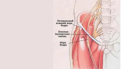 МЫШЦЫ ЖИВОТА. Различают две группы мышц живота: переднебоковую,  объединяющую прямые, пирамидальные и широкие мышцы (наружные, внутренние  косые и поперечные), и заднюю, представленную квадратными мышцами поясницы.  По средней линии сухожильные растяжения ...