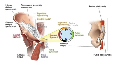 Пубалгия: причины, симптомы, лечение - KinesioPro