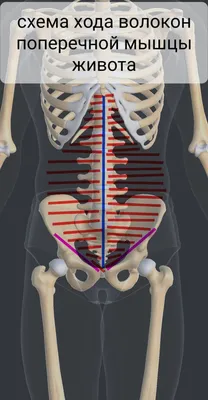 Грудная стенка и молочная железа : нормальная анатомия | e-Anatomy