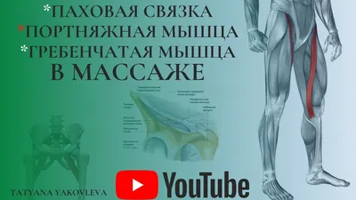 ПАХОВАЯ СВЯЗКА, ГРЕБЕНЧАТАЯ И ПОРТНЯЖНАЯ МЫШЦЫ в массаже. #MASSAGE - YouTube