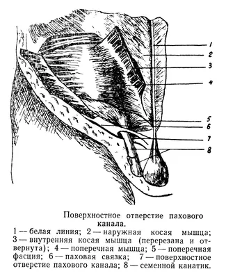 Тейпирование паха — статьи от эксклюзивного дистрибьютора кинезиотейпов  BBTape