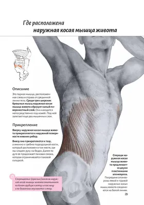 Грудная стенка и молочная железа : нормальная анатомия | e-Anatomy