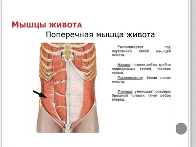 НЕДОНОШЕННЫЕ ДЕТИ / ТОРОПЫЖКИ on Instagram: \"ПАХОВАЯ ГРЫЖА представляет  собой выход тканей или органа (прядь сальника, петля кишки, яичник и др.)  из брюшной полости через широкий паховый канал. При опускании грыжевого  содержимого