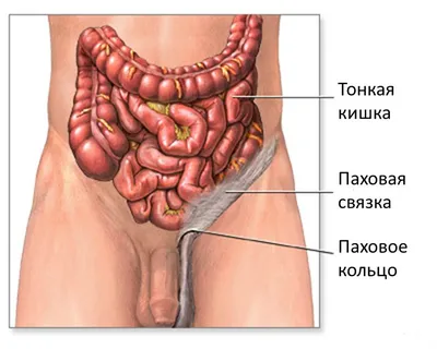 Мышцы живота | Тело, Мышцы, Старение