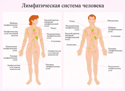 Операция по удалению паховой грыжи — Лечение грыжи живота, операция,  удаление грыжи в Киеве - Хирург Рейзин Денис