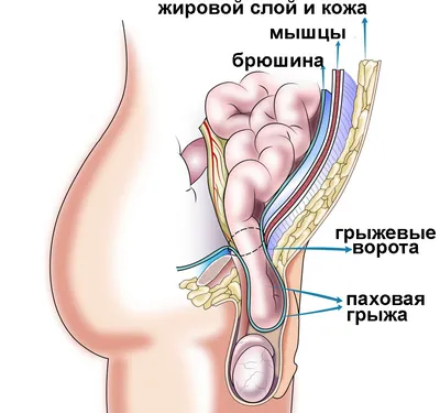 Анатомия мышц живота - KinesioPro