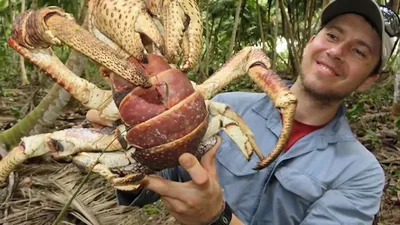 Пальмовый вор, или кокосовый краб: что это за существо? | ВКонтакте