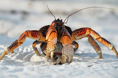 Пальмовый вор, он же кокосовый краб | Coconut crab, Crab, Animals amazing