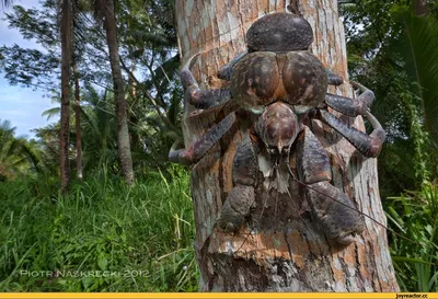PALM THIEF: Giant Land Hermit Crab |Interesting facts about coconut crabs  and animals - YouTube
