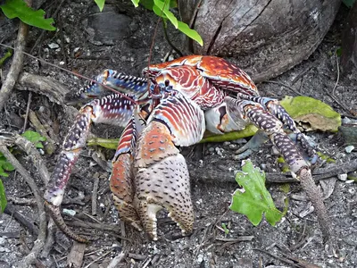 Coconut Crab 椰子蟹 | Kurimajima 來間島 | Oliver Wu | Flickr