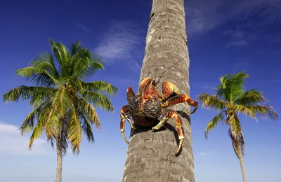 Пальмовый вор или кокосовый краб (27 фото) » Триникси