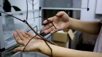 Самое длинное насекомое в мире обнаружили в Китае