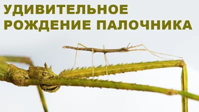 Палочник. Привидение у вас в террариуме | Stick Insect |Carausius Morosus  terrarium diy. - YouTube