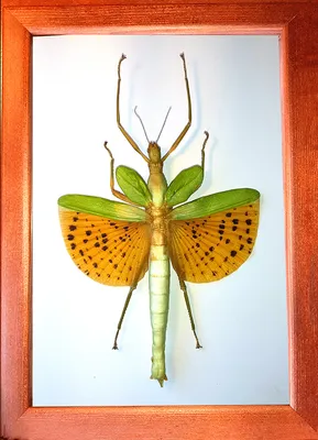 Палочник Paracyphocrania major - Интернет-магазин экзотические насекомые