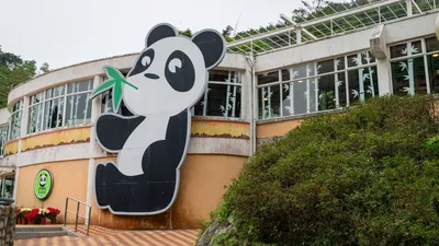 Pandas at Play at the Chengdu Panda Park. | Pandas at Play. | Richard  Sprague | Flickr