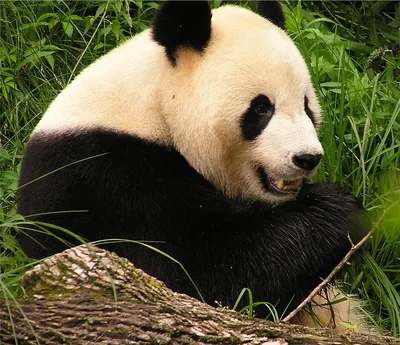 Панда животное фото