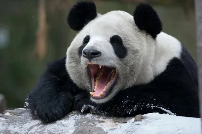 https://animals.pibig.info/11311-zlaja-panda.html