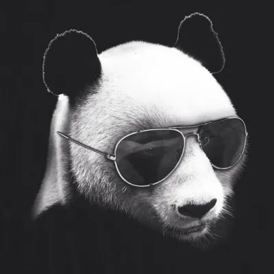 Смешная Панда - 39 фото