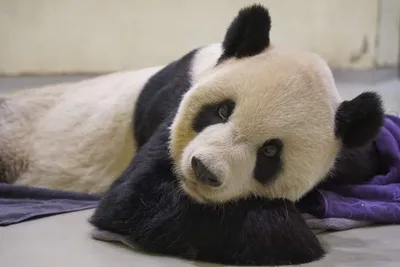 Большая панда, символизирующая воссоединение с Китаем, умерла в тайваньском  зоопарке — Naked Science