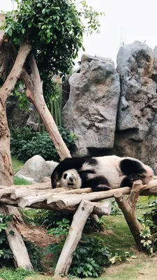 Обои Китай, панда, Гонконг, гигантская панда, наземные животные на телефон  Android, 1080x1920 картинки и фото бесплатно