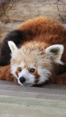 Обои гигантская панда, Красная панда, наземные животные, живая природа,  медведь на телефон Android, 1080x1920 картинки и фото бесплатно
