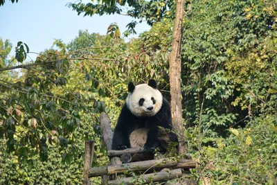 застывшая на деревьях панда Фон, большая панда, панда, Чэнду фон картинки и  Фото для бесплатной загрузки