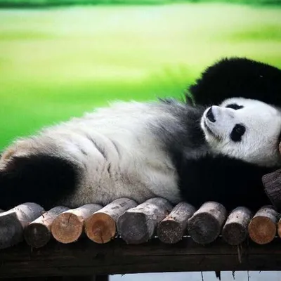 Ученые поняли, почему панды черно-белые - 28.10.2021, Sputnik Армения