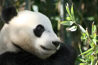 Панда в очках - 71 фото