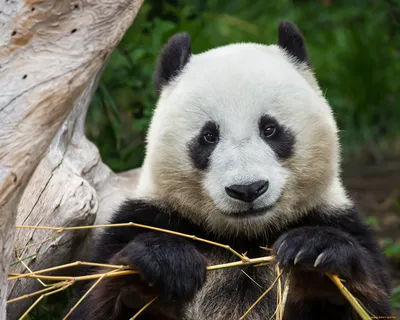 Обои флизелиновые Marvig Panda виниловые метровые ( горячее тиснение,  моющиеся ) детские 1.06 м * 10,05 м - купить по выгодной цене в  интернет-магазине OZON (1202541063)