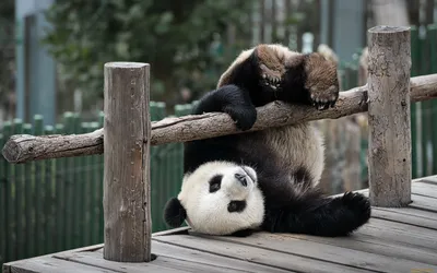 Il piccolo panda | Красные панды, Фотографии животных, Красная панда
