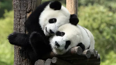 Картинка панда в очках - 64 фото