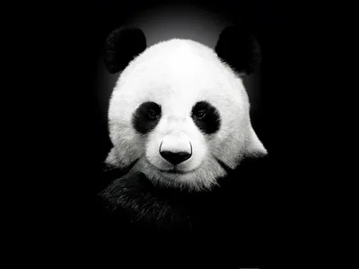 Панда картинки прикольные - 82 фото