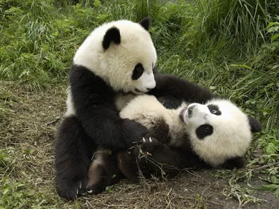 Обои Животные Панды, обои для рабочего стола, фотографии животные, панды,  бамбук, панда Обои для рабочего стола, скачать обои картинки заставки на  рабочий стол.