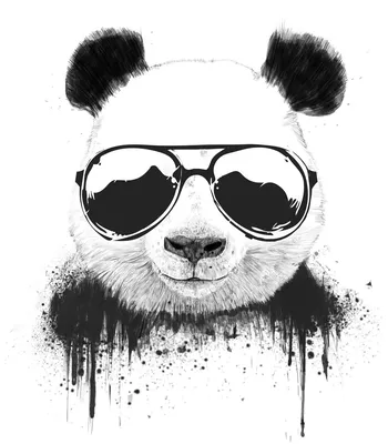 Смешные панды фото, Смешные панды фото обои рабочий стол панда, фото  фотографии хищные животные картинка изображение панда wallpaper