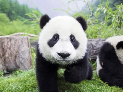 Pin by Eang on Kung fu panda in 2023 | King fu panda, Kung fu panda 3, Kung  fu panda