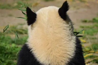 Маленькая милая панда, модное блестящее волосатое тело высокого качества |  Премиум Фото
