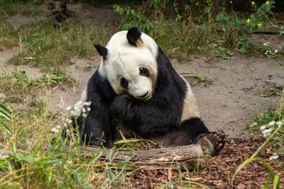 Panda Stuffed Animal, Squatting Panda Plush with Bamboo Leaves