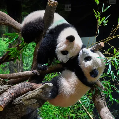 Фото: в зоопарке Токио впервые показали маленьких панд