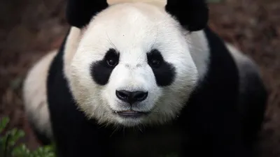 Америка хочет оставить Китай без панды - РИА Новости, 21.02.2022