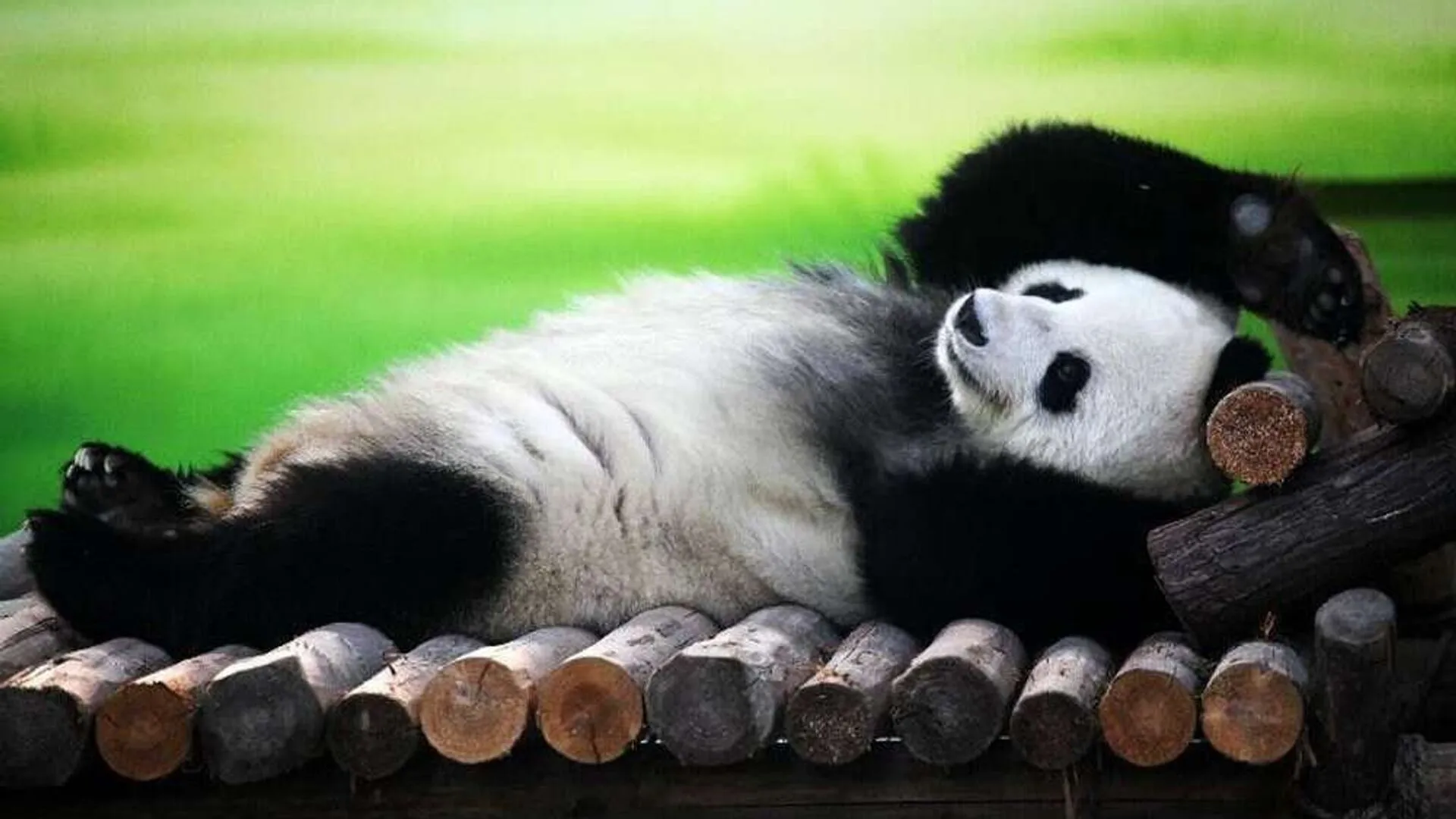 Фото ленивой панды