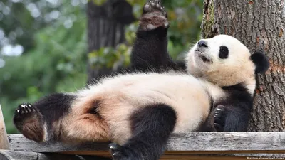 Берлинские панды отмечают первую годовщину жизни в Германии – DW –  24.06.2018